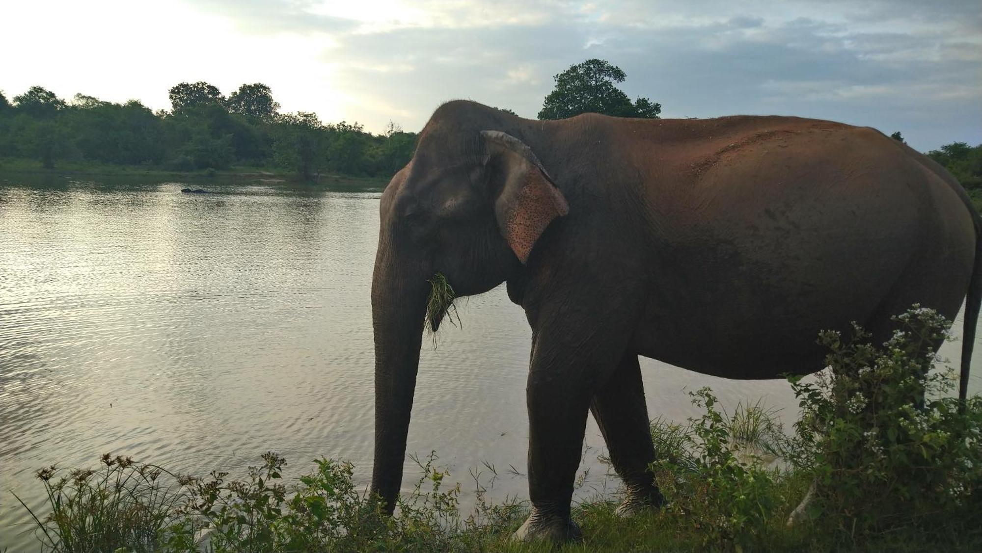 Udawalawa Safari Resort Udawalawe Buitenkant foto