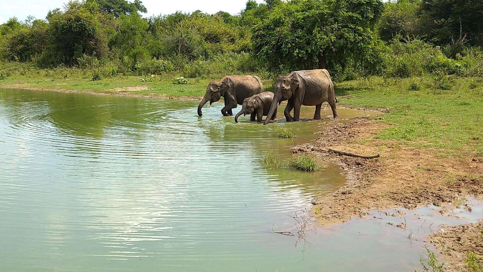 Udawalawa Safari Resort Udawalawe Buitenkant foto