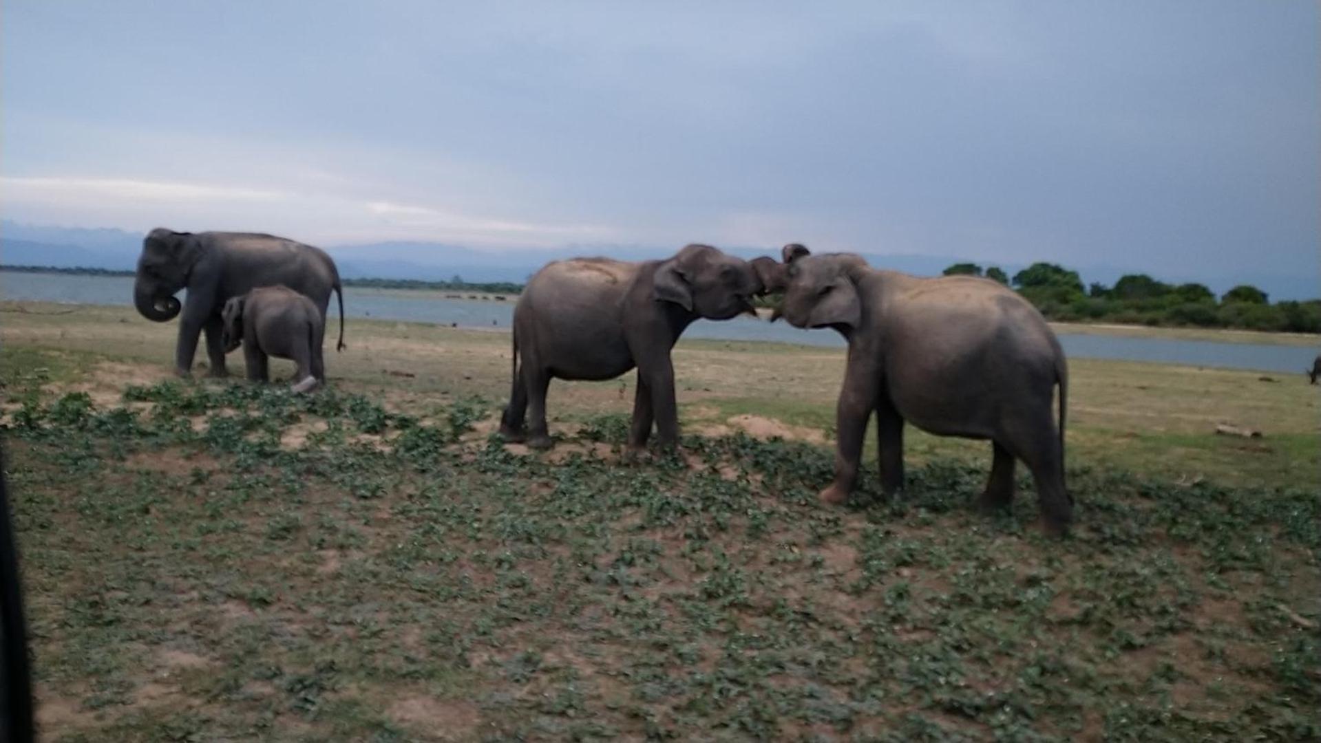 Udawalawa Safari Resort Udawalawe Buitenkant foto
