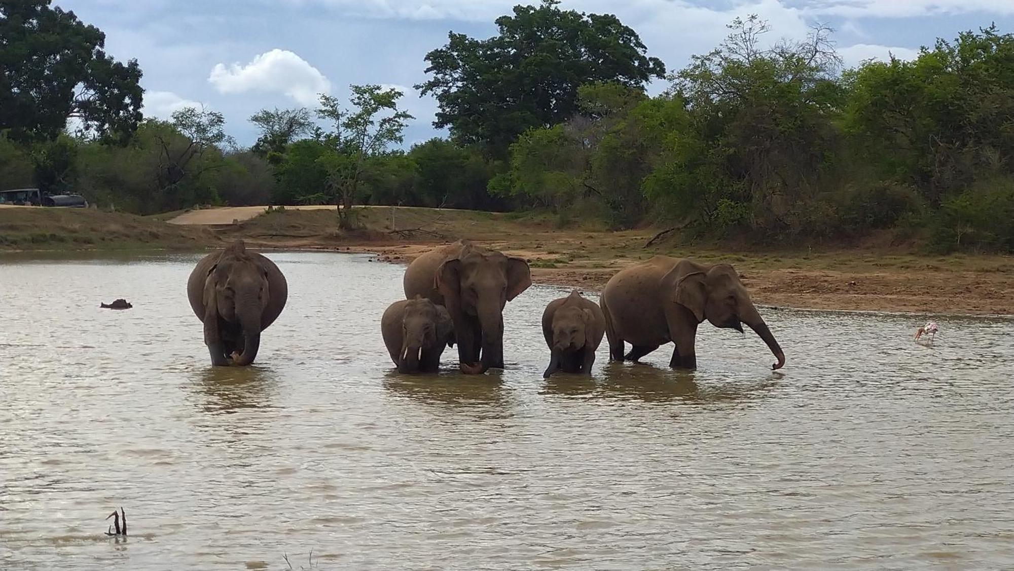 Udawalawa Safari Resort Udawalawe Buitenkant foto