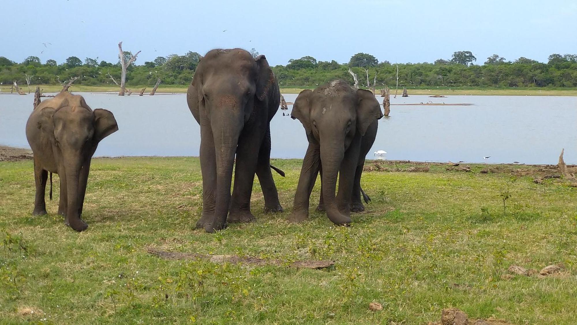 Udawalawa Safari Resort Udawalawe Buitenkant foto