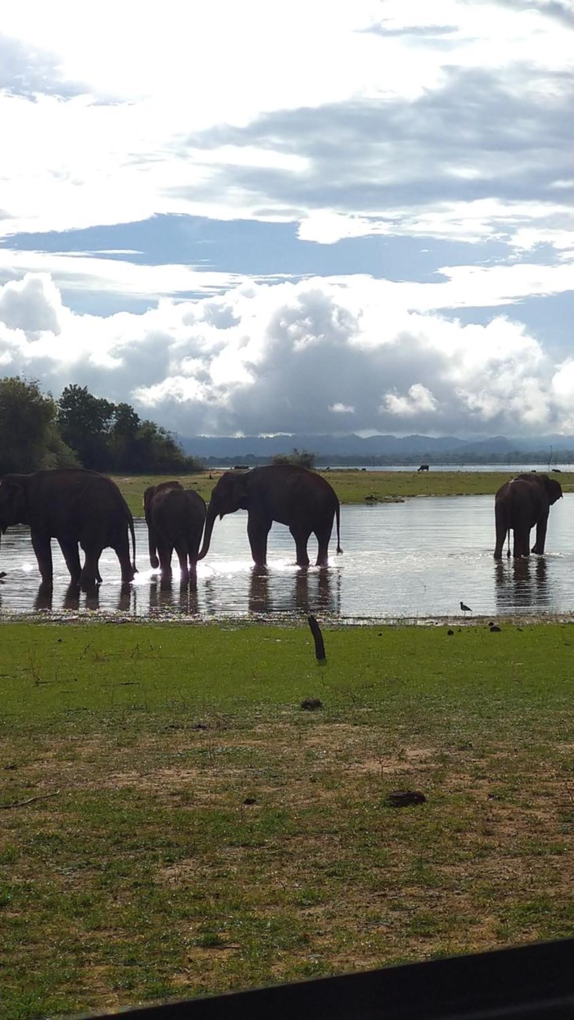 Udawalawa Safari Resort Udawalawe Buitenkant foto