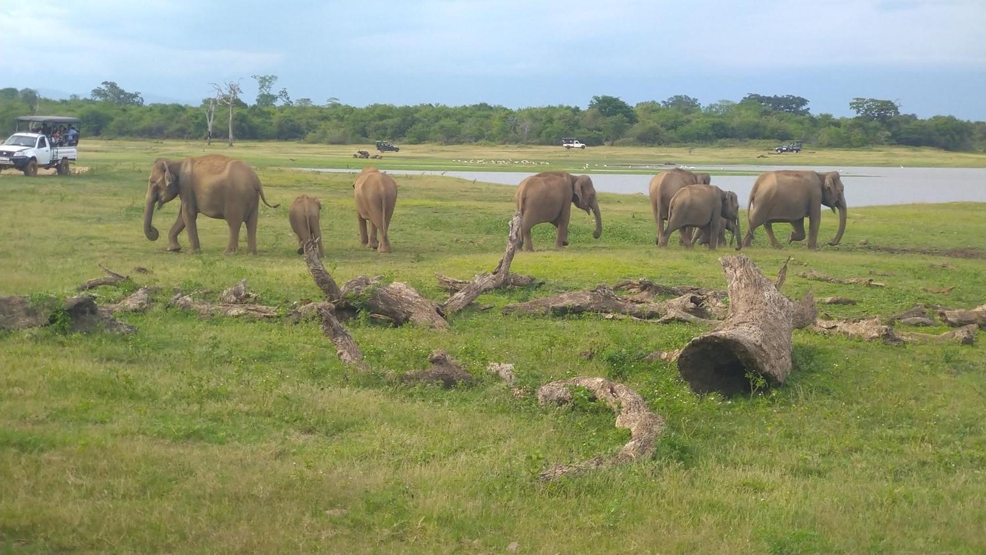 Udawalawa Safari Resort Udawalawe Buitenkant foto