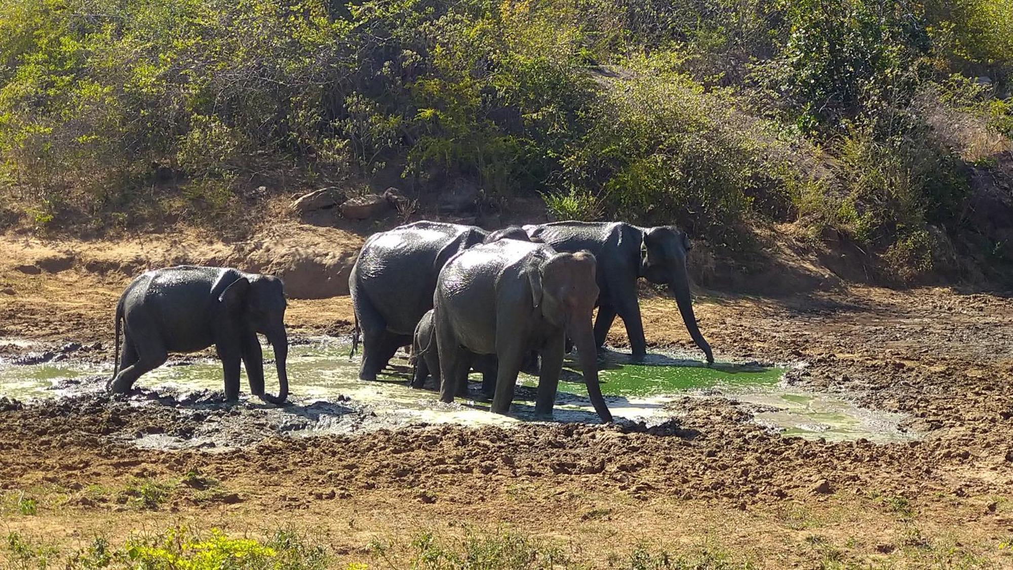 Udawalawa Safari Resort Udawalawe Buitenkant foto