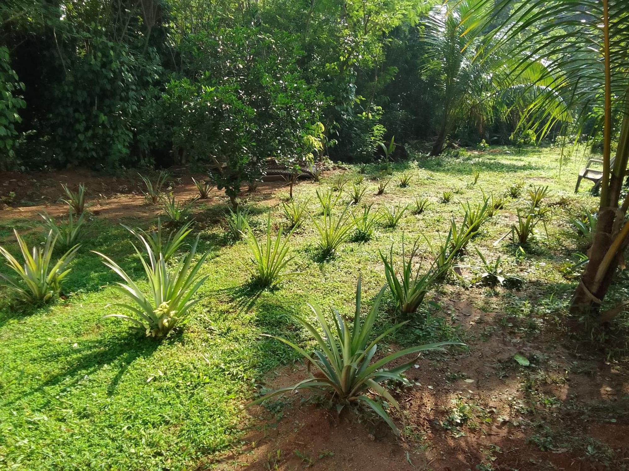 Udawalawa Safari Resort Udawalawe Buitenkant foto