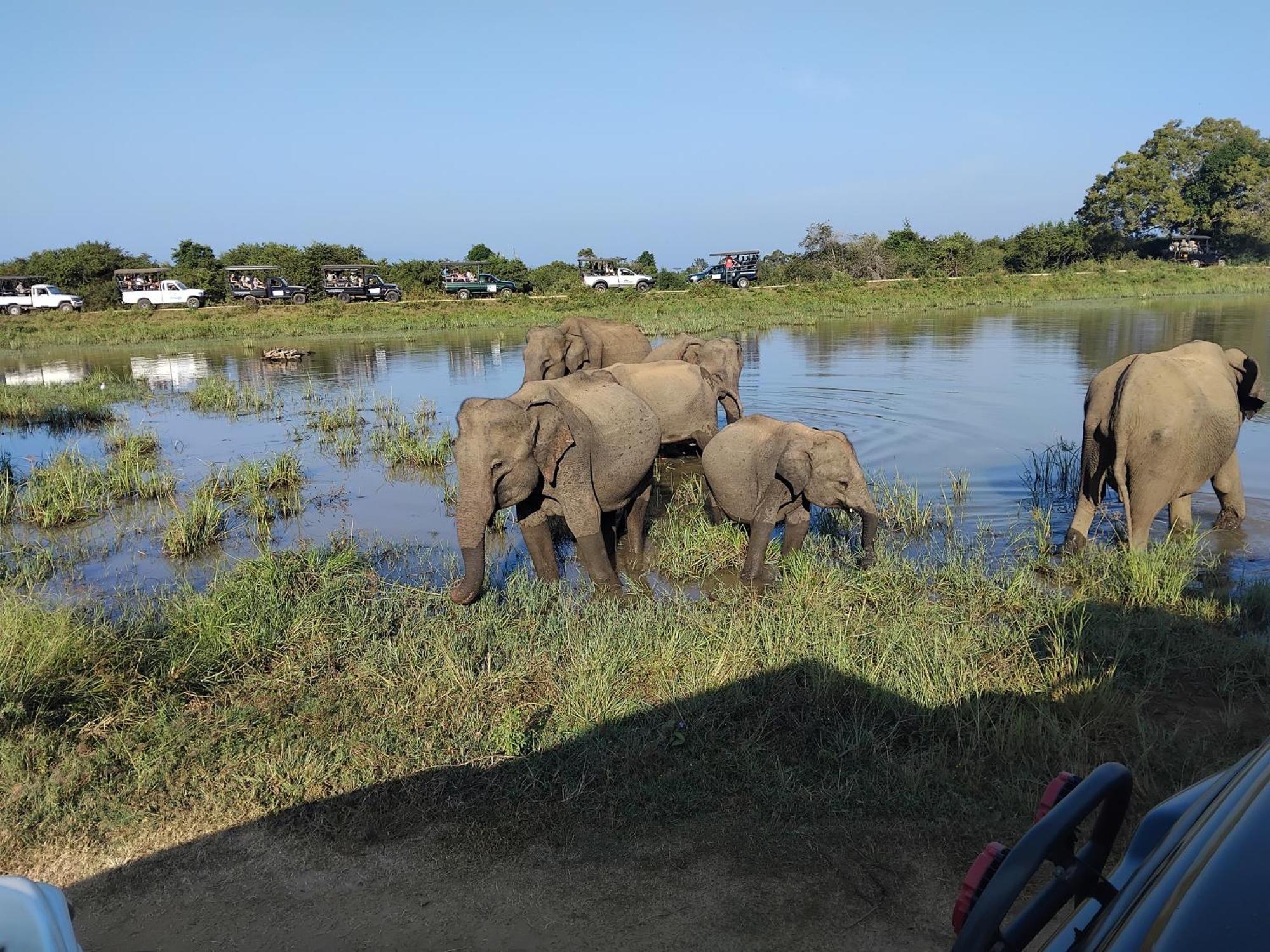 Udawalawa Safari Resort Udawalawe Buitenkant foto