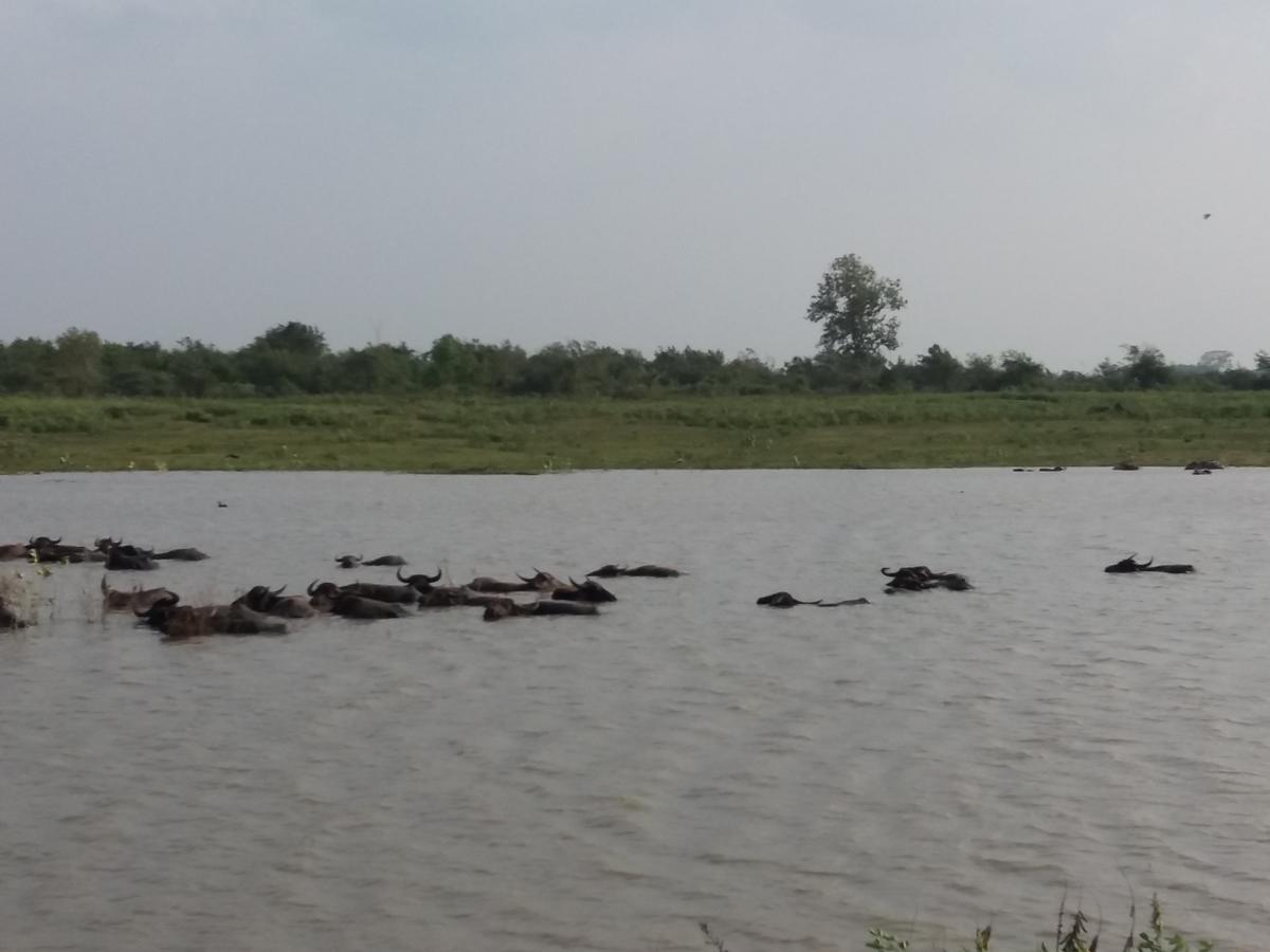 Udawalawa Safari Resort Udawalawe Buitenkant foto