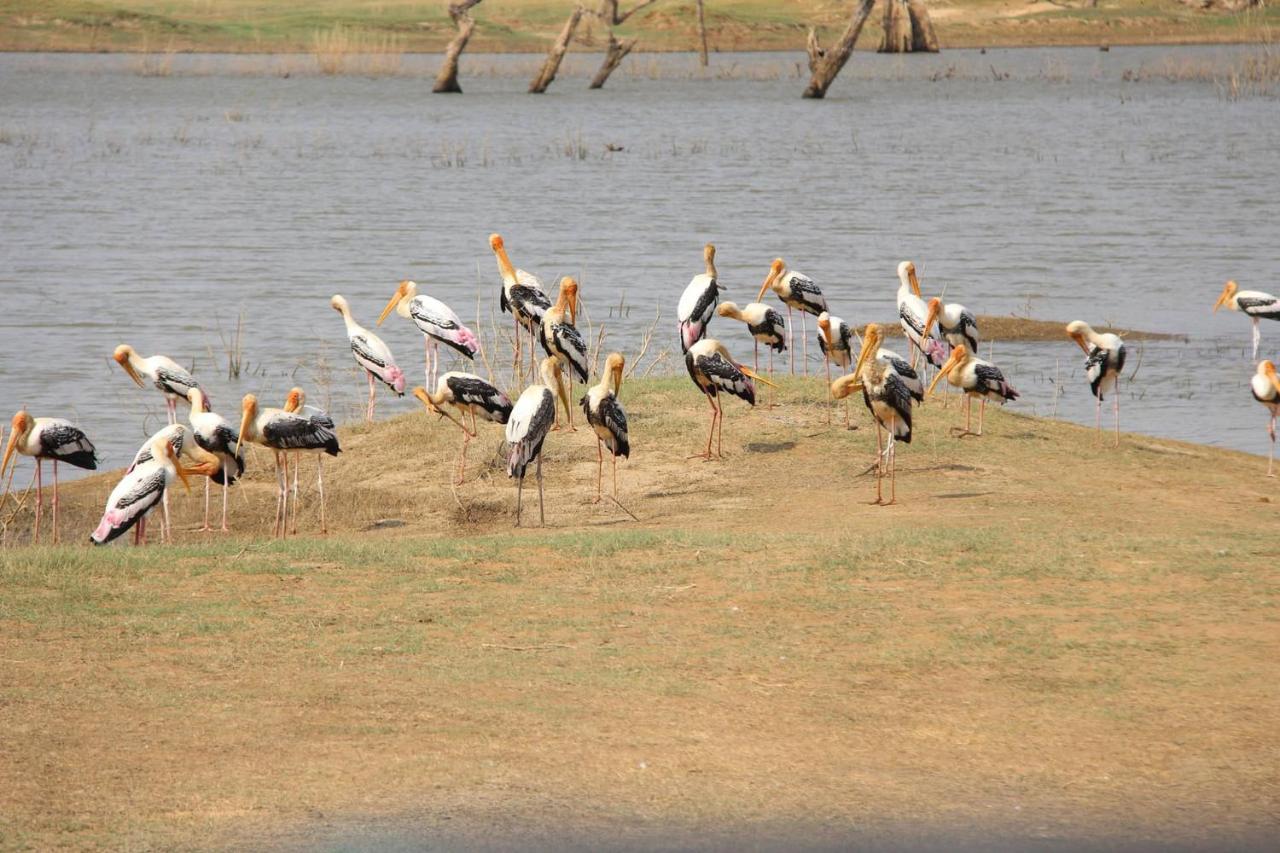 Udawalawa Safari Resort Udawalawe Buitenkant foto